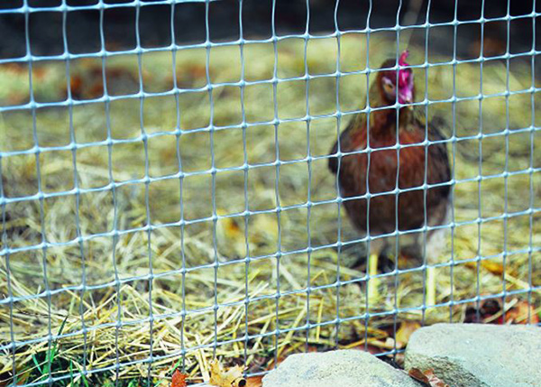 Little Beaver Chicken Run Construction