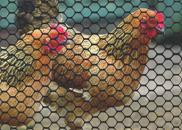 Little Beaver Chicken Run Construction